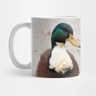 Domestic Bibbed (Duclair) Mallard Odd Duck Mug